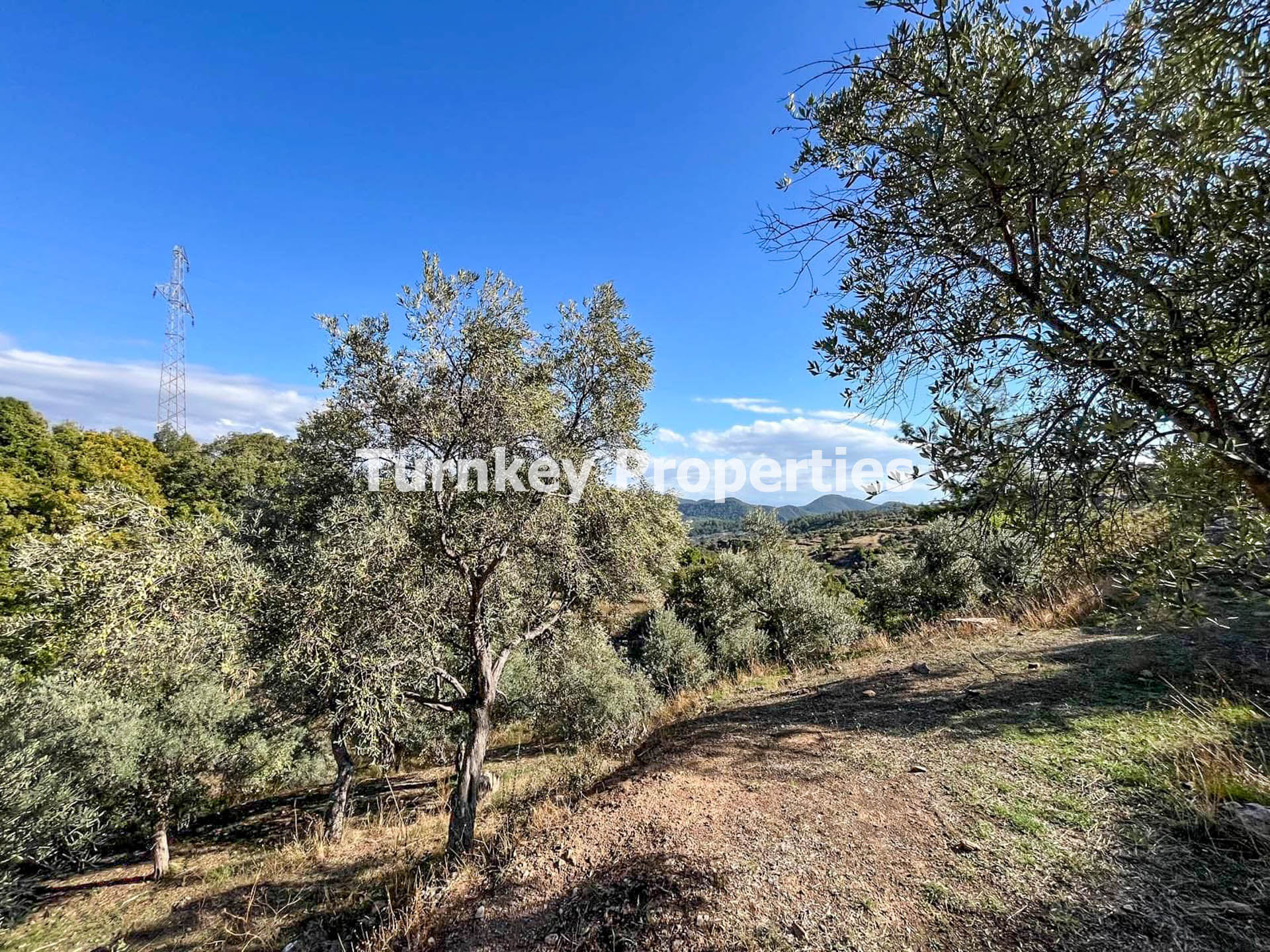 Milas Bayır'da 3576 m2 Satılık Zeytinlik 150 Ağaç 800kg Verimli